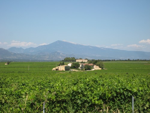 A view from the office in the vineyards of Provence.