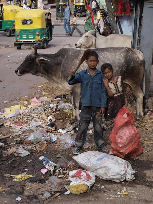 Children and cows in Jaipur.