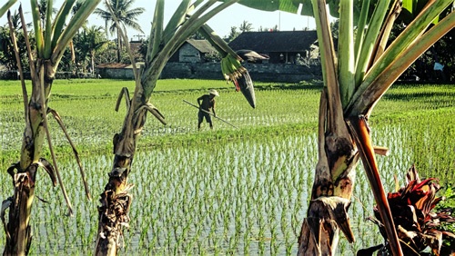 A farmer tending his fields in Bali.