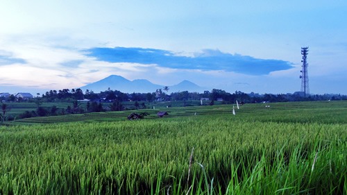 Rice field in Bali.