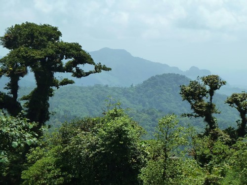 Bosque nuboso en Panamá