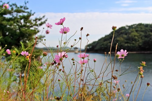 Walking in nature looking through wildflowers by a river in South Korea.