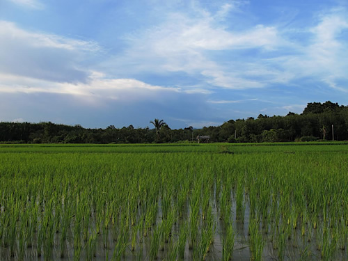 Rice fields in Southern Thailand.