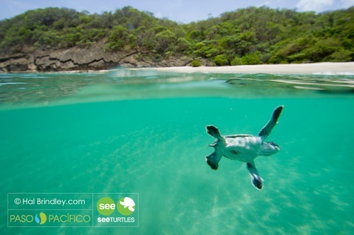 Turtle in Costa Rica from 'How Travel Can Change the World'