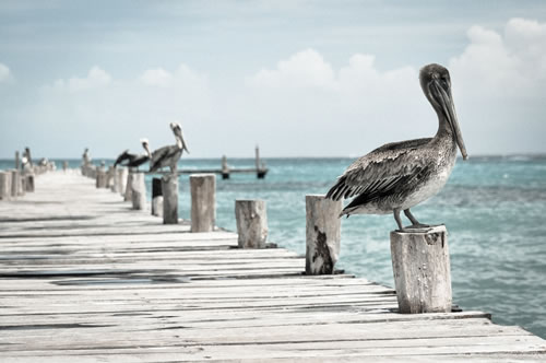 Pelicans on a quiet pier.