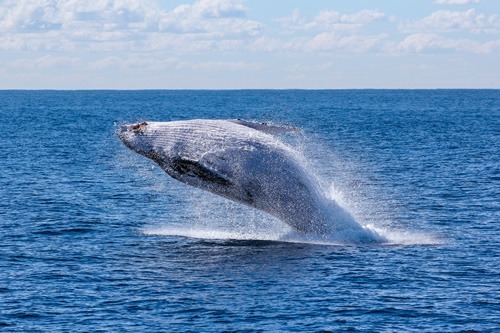Australia and New Zealand: Best for adventure travel. Whale jumping here.