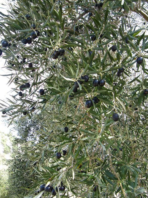 Ripe olives hanging from the tree