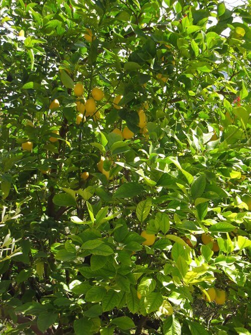 Lemons on trees to be picked