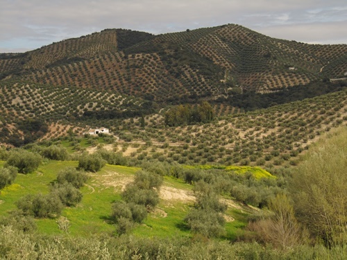 Vistas of olive groves