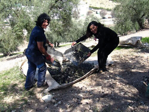 Raking up the olives shaken from the trees