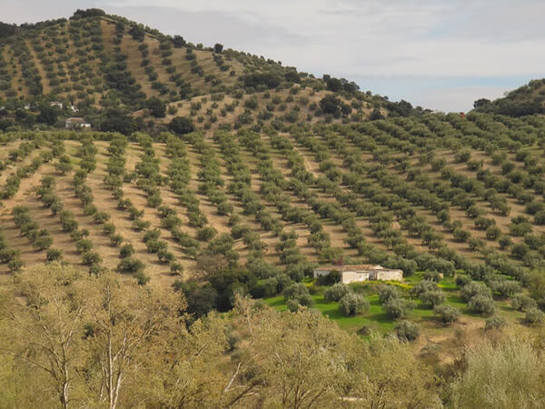 Olive groves cover  the region of Andalucía, Spain