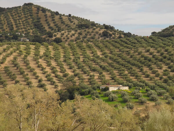 Spanish Olive Tree