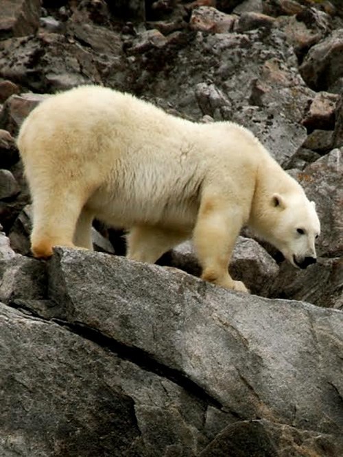 Hungry arctic polar bear in summer
