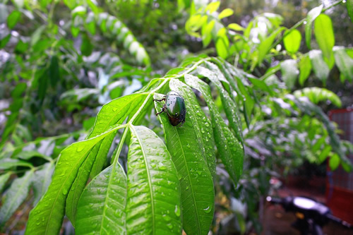 Yes, there are, in fact, bugs in Asian jungles