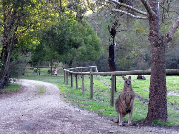Flora, fauna, and a kangaroo will greet you