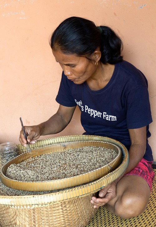 Woman selecting pepper corns at Kampot pepper farm