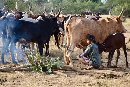 Woman milking cow (zebu)