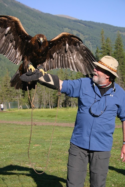 Hunting eagle perched on arm
