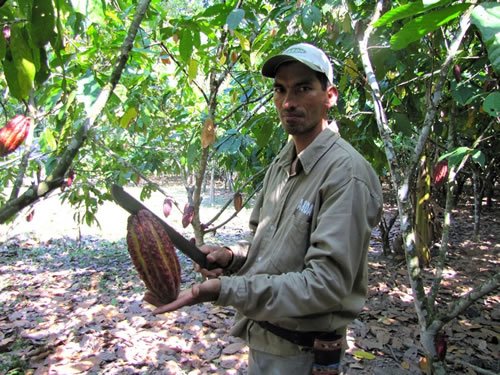 A cacao farmer