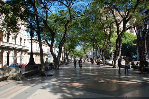 Tree-lined strees in Havana