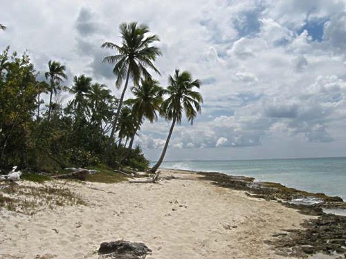 Dominican Republic beach and trees.