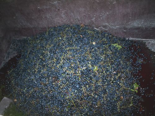 Fresh grapes for wine harvest