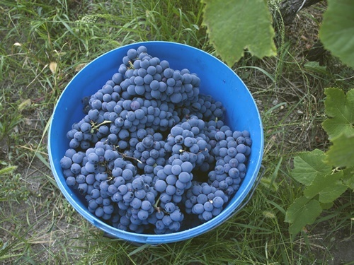 Fresh grapes for wine harvest