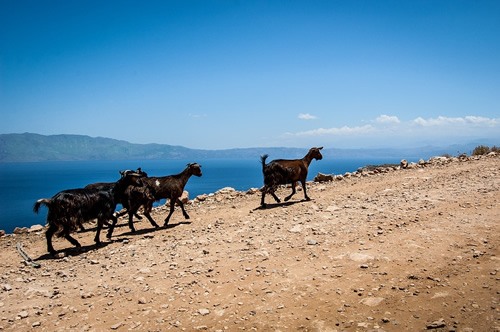 Goats on the island of Crete