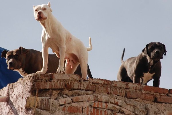 Territorial dogs on a rooftop!