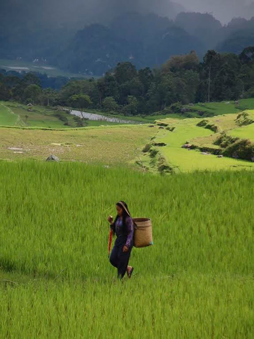Rice fields on Toraja