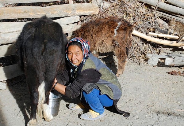 Our host in Skiu village milking goat