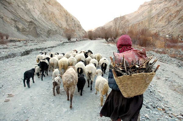 Host in Skiu village carrying firewood with sheep