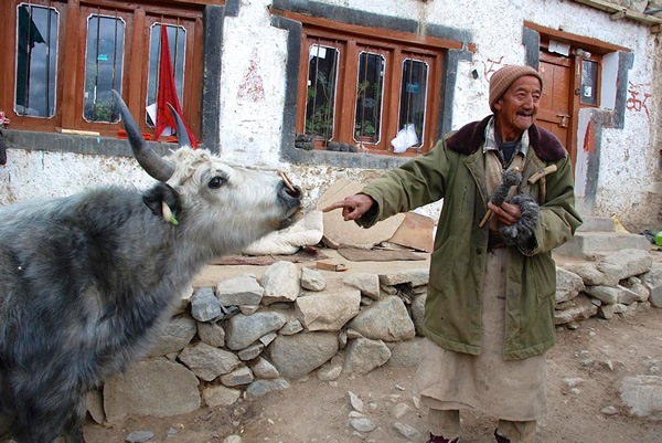 Host with yak