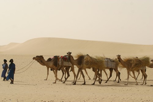 Camel drovers in the deser