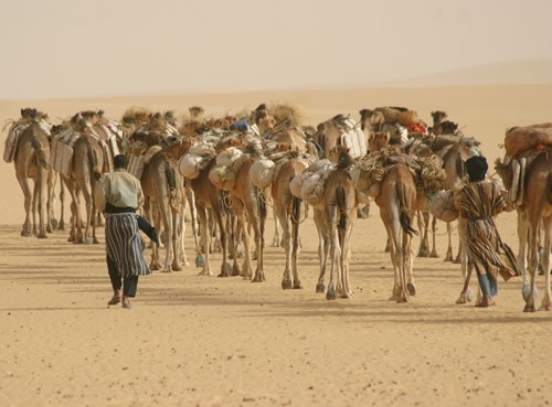 Camels hauling salt