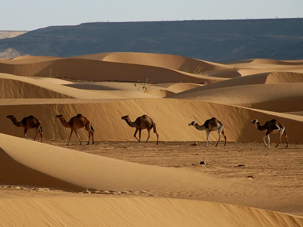 Camels walking through sand dunes in Mauritania.