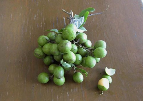 Guayas fruit