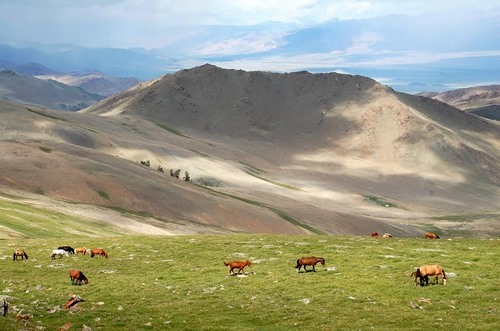 A herd of horses in Mongolia