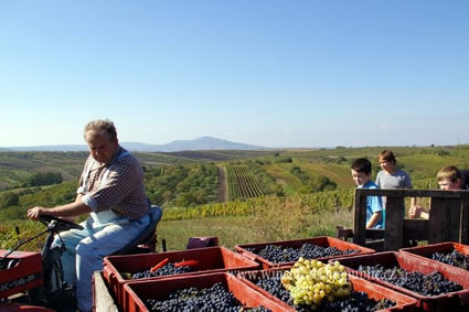 Moravian family gathers the grape harvest.