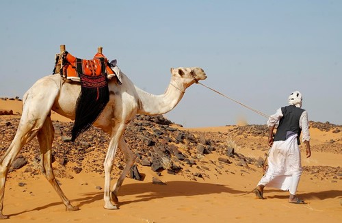 Nomad man with a camel