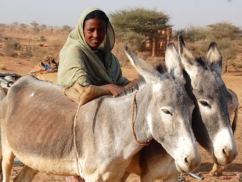Daughter with donkeys in North Sudan