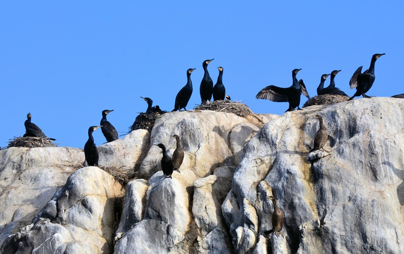 Senja morning Cormorants