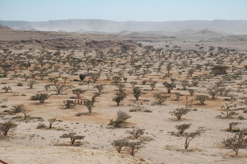 Frankincense trees in Wadi Dawkah
