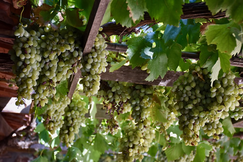 Grapes cover the trellis above the terrace