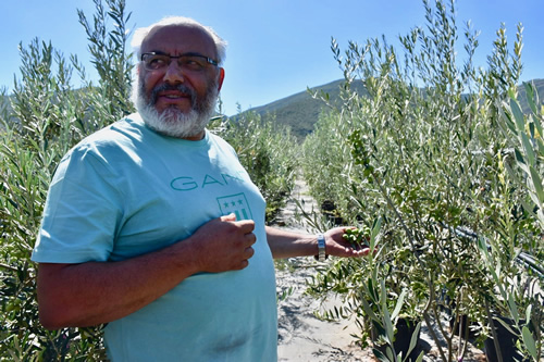 George Kostelenos at his olive nursery in Paros.