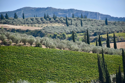 Nemea's vineyards.