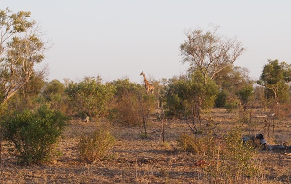 A solitary giraffe in Kruger National Park