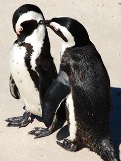 Penguin couple in South Africa