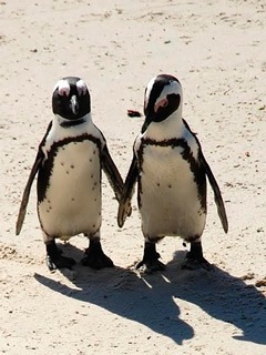 Penguin couple in South Africa
