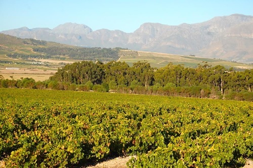 The estate vineyard in South Africa